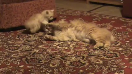 Малко котенце играе с майка си:):):)