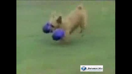 Смешни Кучета