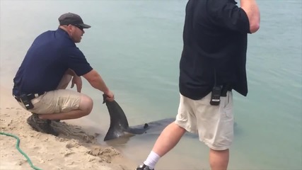 Туристи спасиха бяла акула!!!