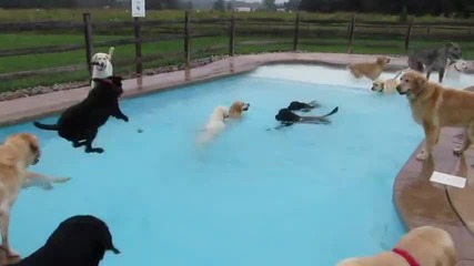 Кучета плуват в басейн