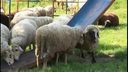 Пастирката и стадото - Баба козарка