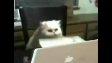 Котка работи на компютър