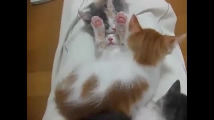 Сладки малки котенца 