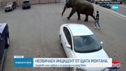 Цирков слон избяга и се разходи в щата Монтана