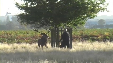 Човек, преследван от елен около дървоtestosterone fuelled stag chases man in Bushy Park, London