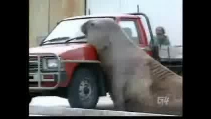 Огромен Тюлен Мачка Коли
