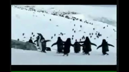 Летящи пингвини (възможно ли е?)