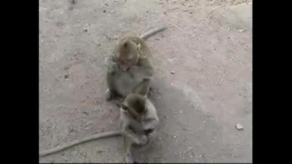 Маймуни учат малките си как да си чистят зъбите