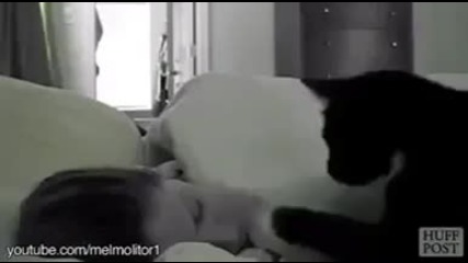 Котките са най-ефективният будилник - Компилация