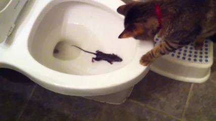 Котка хваща тоалетна мишка