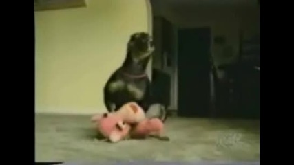 Смешни животни !!!смях!!! 