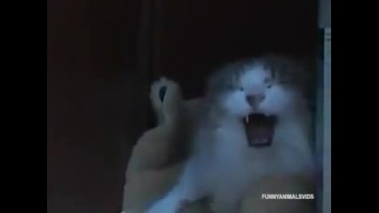 ядосани котки (смях)