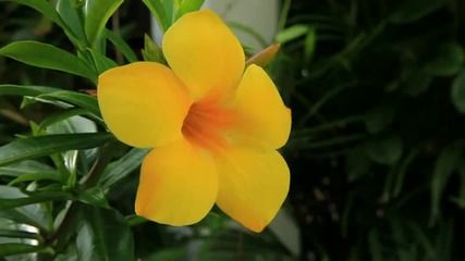 Панорами от St Lucia