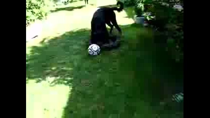 Ротвайлер Си Играе С Гума
