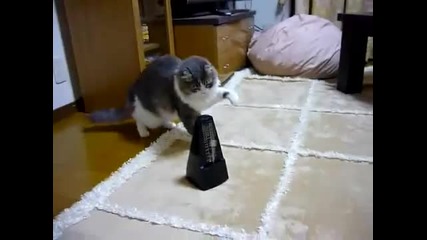 Cat and dance!! 
