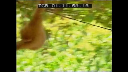 Tiger Vs. Monkey ( Figth, Bleed (rofl) ) / Тигър срещу Маймуна ( Бой, кървища (rofl) )