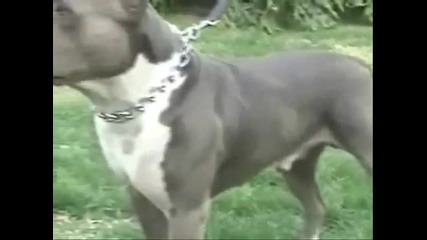 Thebullyhouse Com Blue Pitbull Pitbulls Working Out