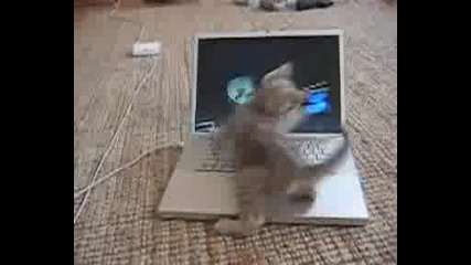 Коте иска да работи на лаптопа