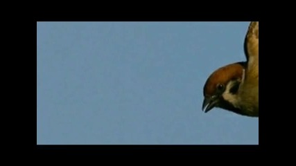 Sean Paul ft.ziggy Marley-three Little Birds