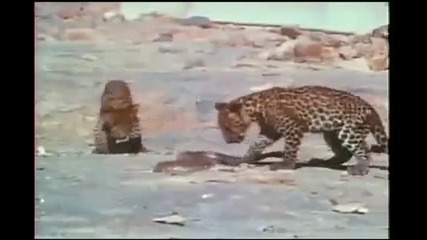 Leopard Cub Vs King Cobra