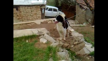 каракачанско куче