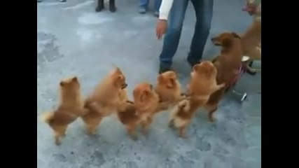 Куче кара колело