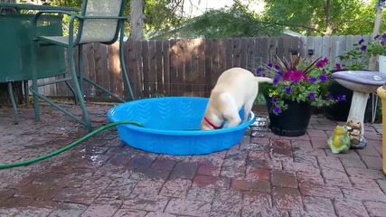 Куче пълни само басейна си с вода!