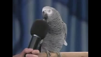 папагал говори на микрофон
