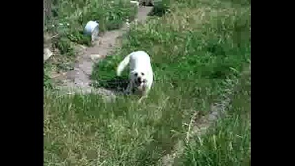 Мойту Куче ^.^