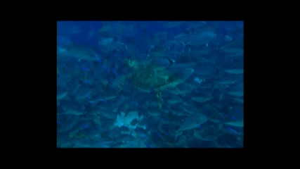 Чудесата на океана 3d Трейлър