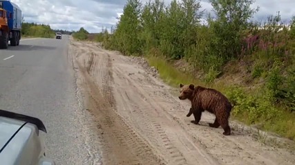 Мечка пресича пътя