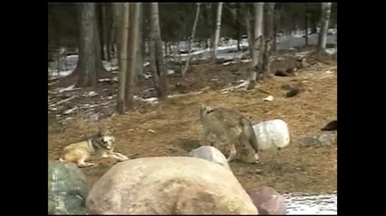Bwild Part I Wolves - Ely, Minnesota - April 2000 