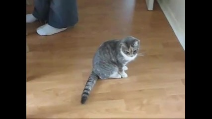 Пияно коте
