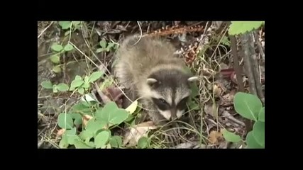 Енотче ~ Cute Baby Raccoon