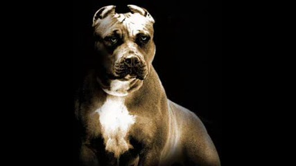 Питбул най - якото куче на света 
