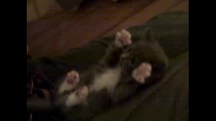 Surprised Kitty (original) 