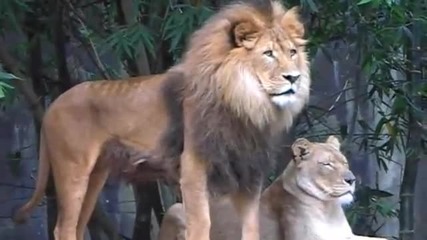 Lions in Tigers habitat at Taronga Zoo