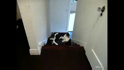 Котки се боксират