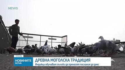"Гълъби вестоносци" - древна моголска традиция