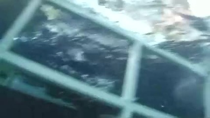 акула напада човек 