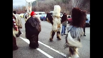 surva plaja 2010