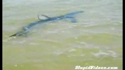 Акула се опитва да се движи по земята ! 
