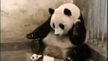 (смях!) Кихаща панда 