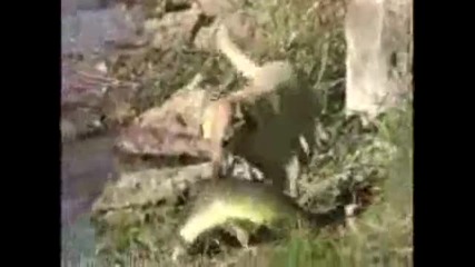 Dog Catches A Huge Salmon.wmv 