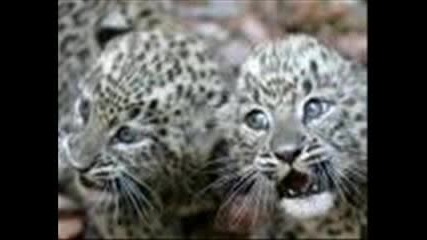 Leopards