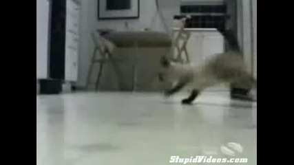 Котешки Дрифт - много смешни котки...