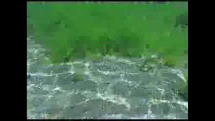 Спасете Природата В България
