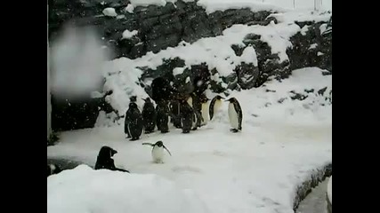 Най - щастливият пингвин - The Happiest Penguin Ever 