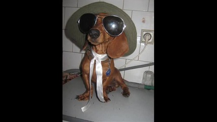 2 cute dachshund - dakeli