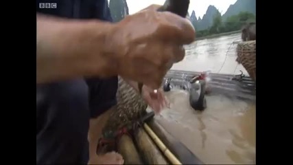 Fishing with birds! - Wild China - Bbc 